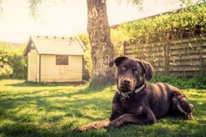 14 Tips for Building a Dog House