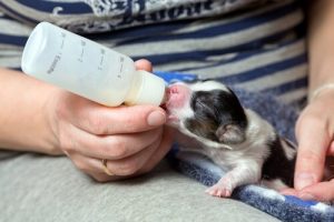 Cow's Milk Is Not Good for Puppies and Kittens