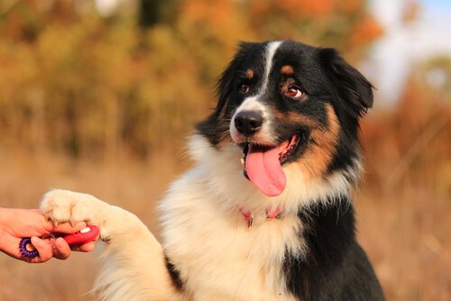 This dog makes his owners happier by shaking their hand
