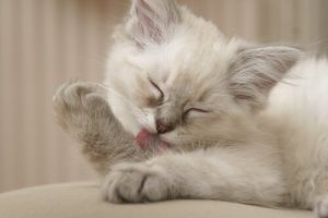 Indigesting Hairballs: How to Deal with this Problem