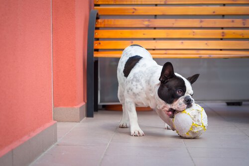 Therapy dog playing with a ball