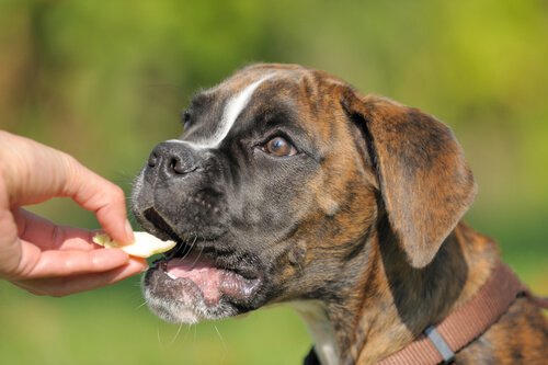 Boxer receiving a treat