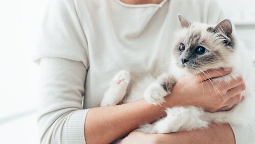 How Can You Get Your Cat to Love You?