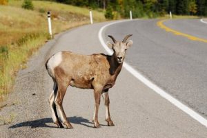 What to Do if You Run Over an Animal
