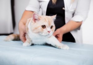 Attention! Veterinary Malpractice