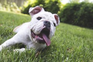 5 Tips for Eliminating Bad Breath in Dogs
