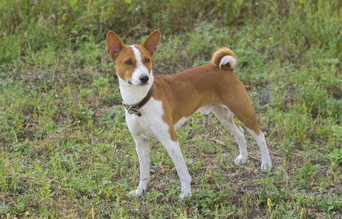 Meet the Basenji: A Dog that Doesn’t Bark