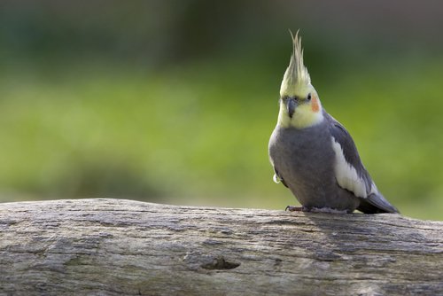 Grey, white and yellow cockatoo sitting on a log