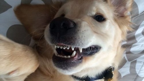 Braces for Dogs? It's Possible!
