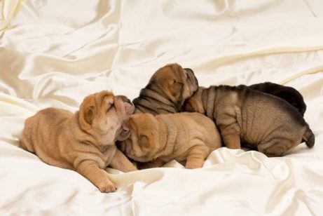 dogs similar to shar pei
