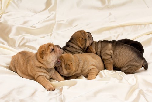 Shar pei puppies