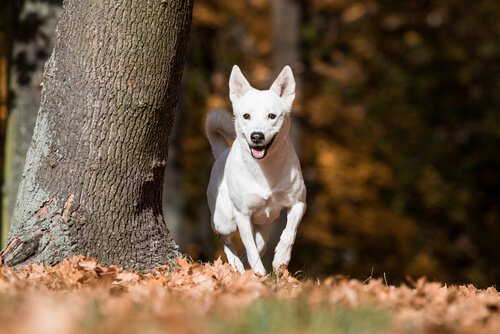 Canaan Dogs: Wild for Several Generations