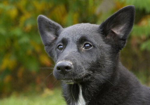 characteristics of Canaan dogs