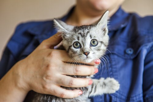 Many people with pets lack the proper information for caring for them.