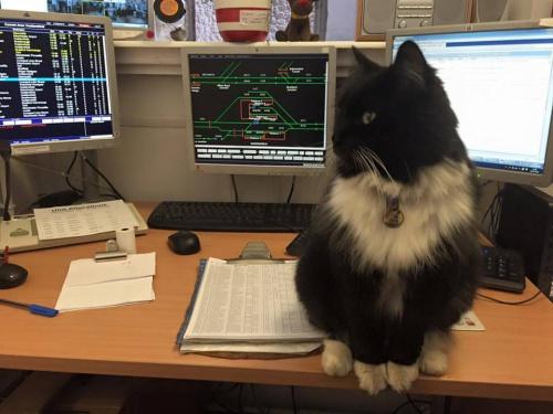 cat working at a train station
