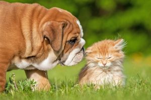 Strange Behavior: 7 Strange Things That Cats and Dogs Do