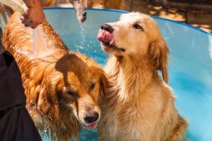 Dog Colognes and Perfumes: Good or Bad?