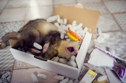 Ferrets love sleeping in boxes