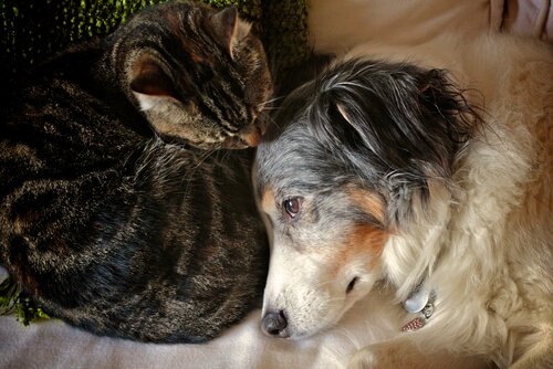 3 Steps to Heal Cat or Dog Burns