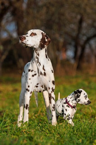 Dalmatians standing the grass, one is full-grown and the other is a puppy