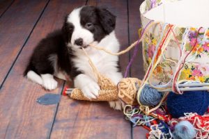 7 Household Accidents That Could Harm Your Dog