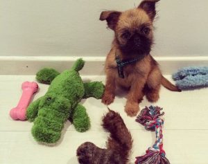 daniel sanchez arevalo's puppy