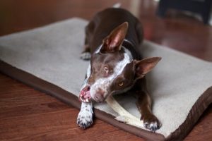 The Best Diet for Medium-sized Dogs