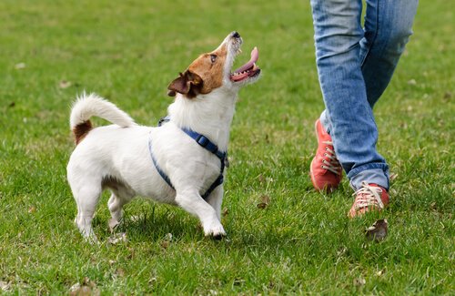 5 Ways to Improve a Dog's Quality of Life