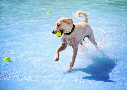 dog jumping into pool to get a ball