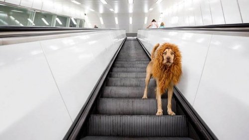 The Lion Dog Becomes Famous on The Internet