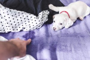 Puppy urinating on the bed