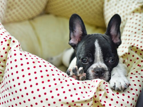 What to Do When Dogs Urinate on the Bed