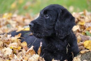 Puppy lying down in some leaves