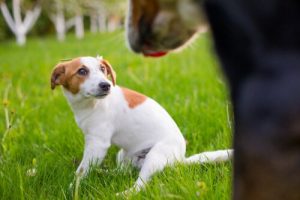 Tellington Ttouch method for dog anxiety.