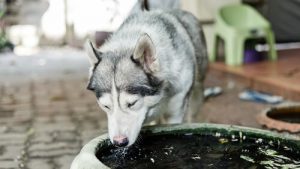 Dog drinking water for eliminating bad breath.
