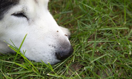 Dogs and Zika Virus: What are the Risks?