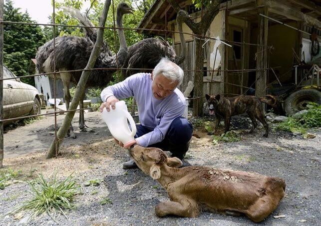 Fukushima's animal guardian feeding a starving calf