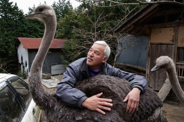 Fukushima's animal guardian petting an ostrich