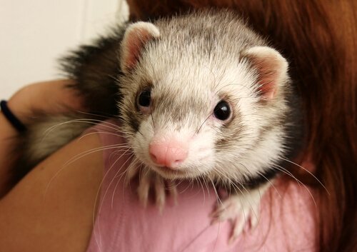 Ferret Behaviors: What You Need to Know