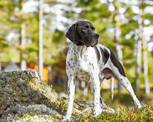 english pointer
