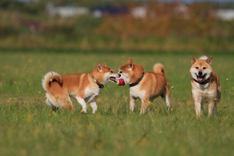 Two dogs playing together in the grass.