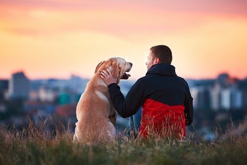 Faithful Dogs: 5 Amazing Cases