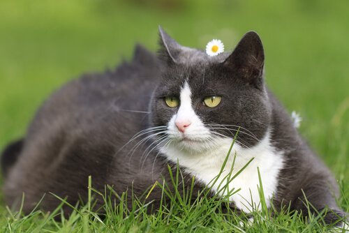 Adult cat relaxing in a field