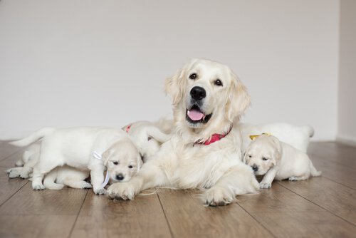 5 Tips for Your Dog’s Postpartum Care