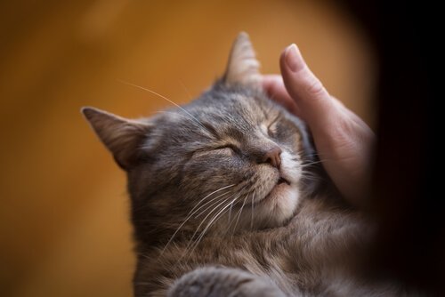 Woman petting her sleepy cat