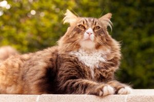 The 5 Largest Cat Breeds