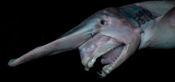 Goblin Shark: Habitat and Facts