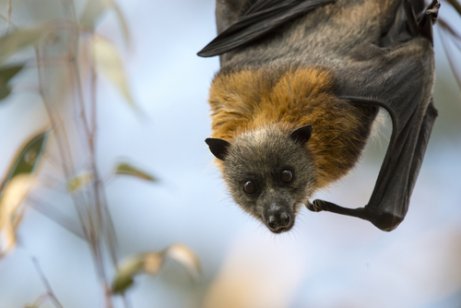 Grey-headed flying fox