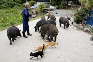 Fukushima’s Animal Guardian