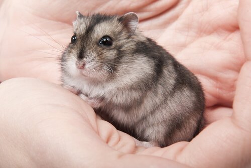 Hamster in a hand
